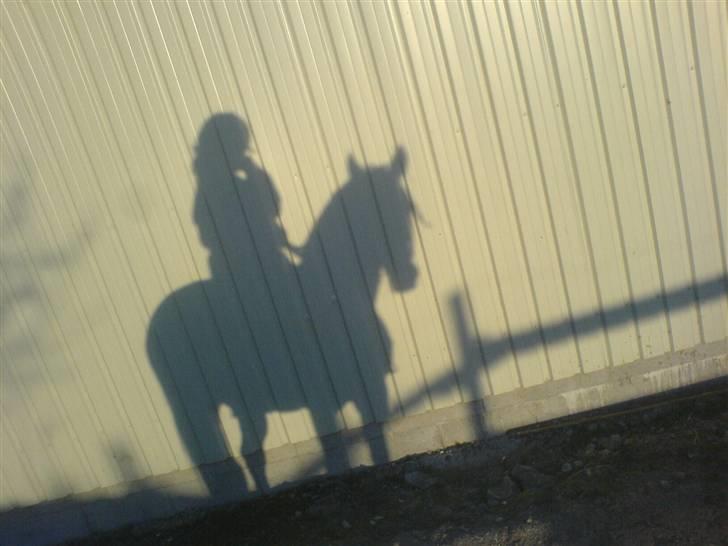 Traver Pressifon  billede 9