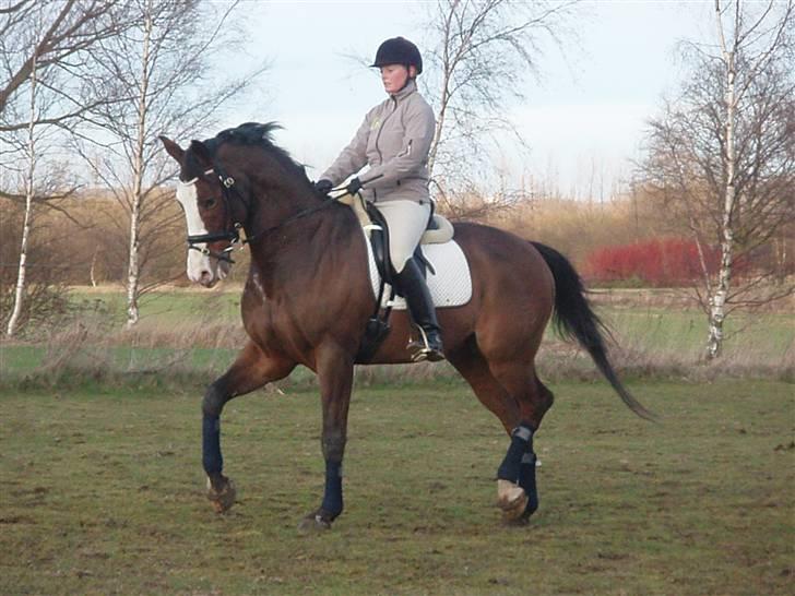 Dansk Varmblod Mifune, R.I.P. billede 10