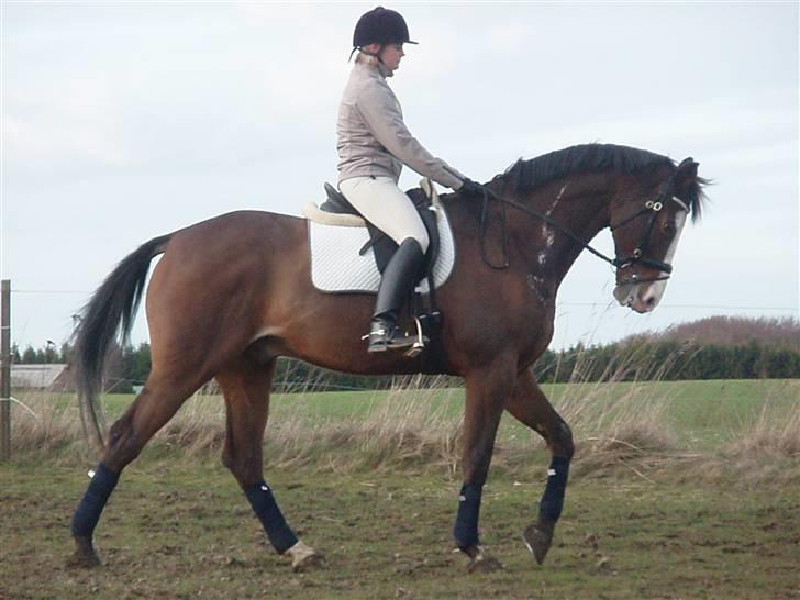 Dansk Varmblod Mifune, R.I.P. billede 12