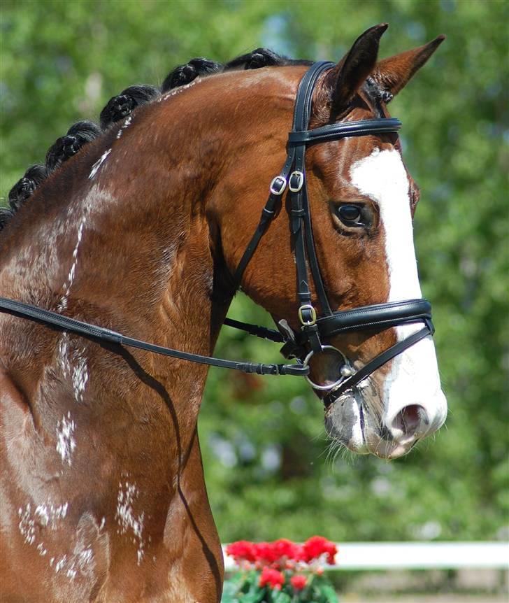 Dansk Varmblod Mifune, R.I.P. - Taget af Mathilde K.N. billede 13