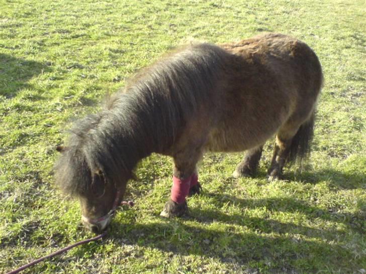 Shetlænder Hedelunds Malou billede 9