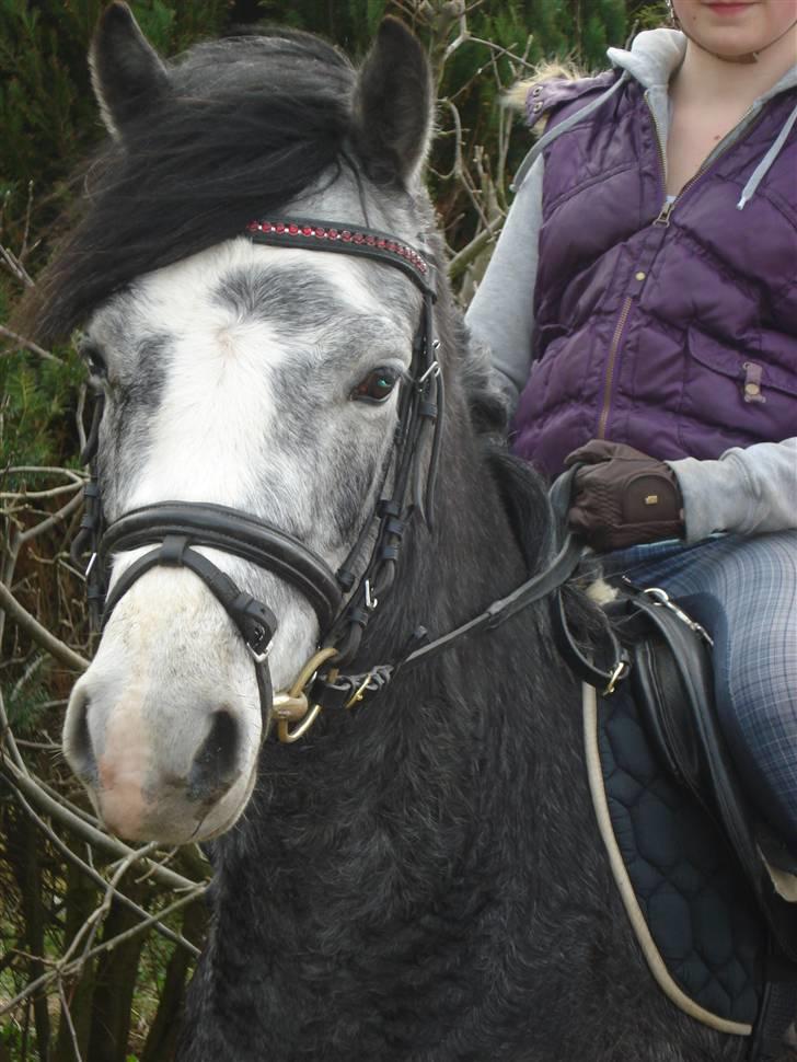 Welsh Pony (sec B) Korreborgs Vivaldi/ solgt - Velkommen til Vivaldis profil!:D (siden vi løbene blive opd.) billede 1