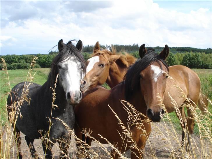 Welsh Pony (sec B) Korreborgs Vivaldi/ solgt billede 2