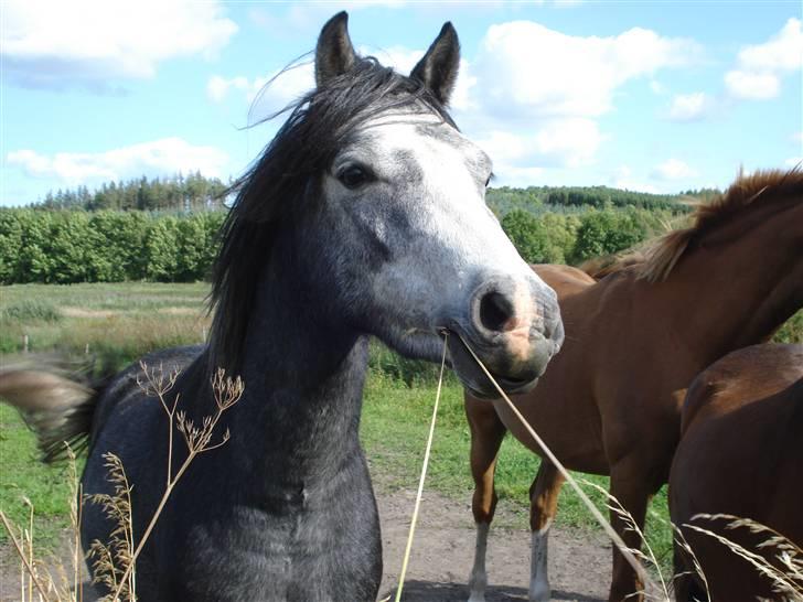 Welsh Pony (sec B) Korreborgs Vivaldi/ solgt billede 3