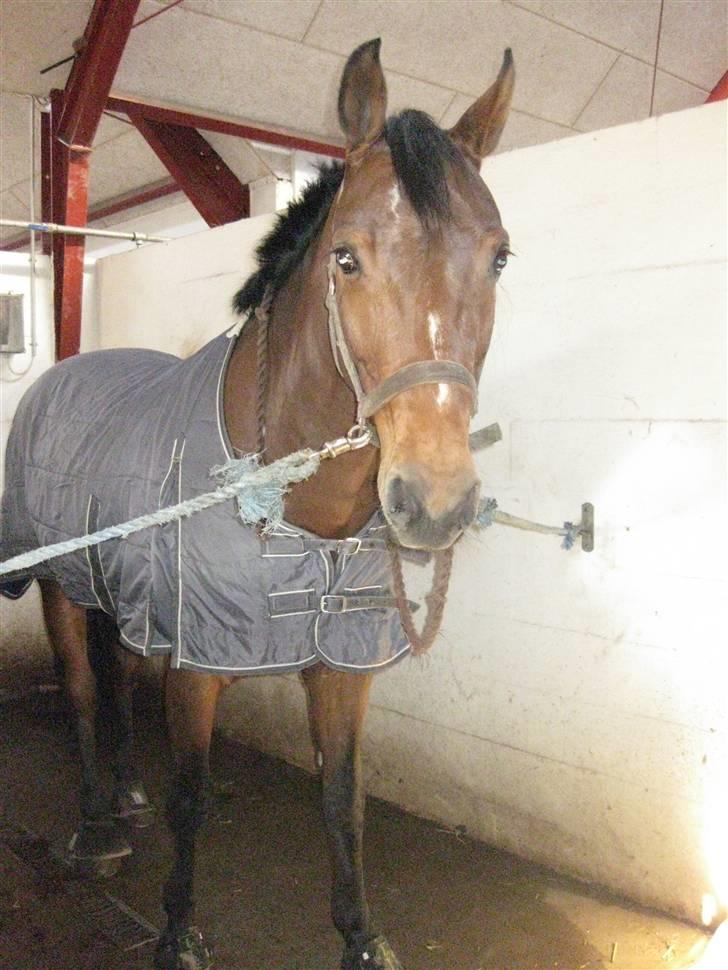 Dansk Varmblod Salantha Hill - Hejsa og velkommen til Salantha´s profil. Smid gerne en kommentar :) billede 1