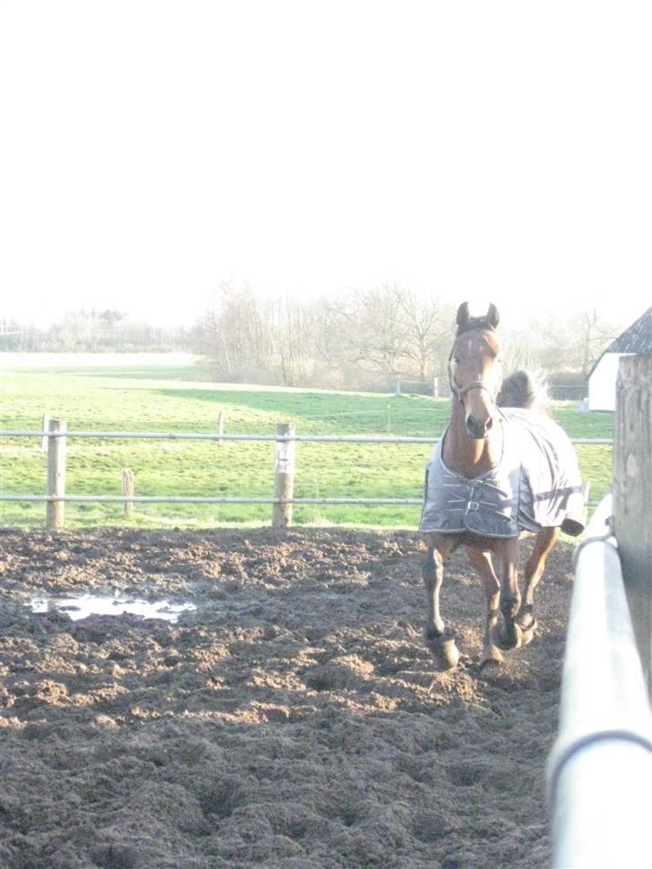 Dansk Varmblod Salantha Hill - Hvad er det for noget ? q: billede 2