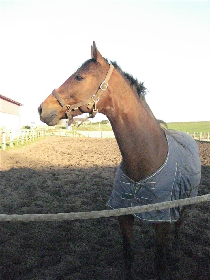 Dansk Varmblod Salantha Hill - Salantha på tossefolden billede 3