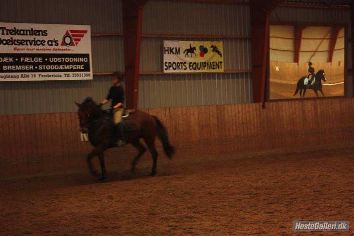 Dansk Varmblod Salantha Hill billede 4