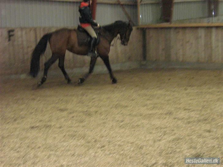 Dansk Varmblod Salantha Hill - Min søster og Salantha billede 6