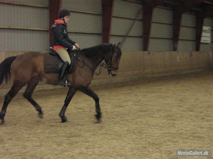 Dansk Varmblod Salantha Hill - Det var lige da vi havde fået hende.  billede 7