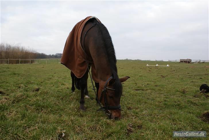 New Forest Nyskovens Baunty <3 R.I.P - Foto: Beck billede 7