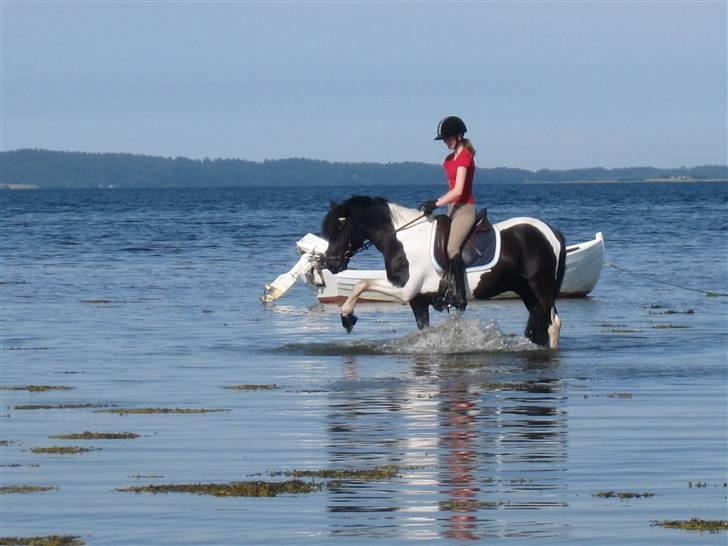 Pinto Fast Spirit -Solgt- - Taget D. 2 Juli 09. Se flere Strand Billeder i Album. billede 13