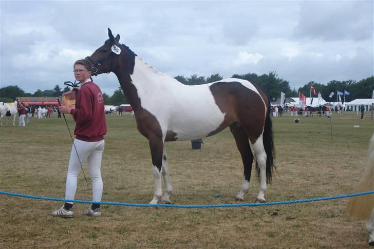 Pinto Horsebjerg Apashja billede 15