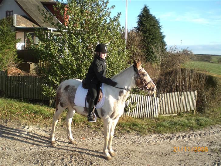 Pinto Mathilde - Smukke mathilde <3 billede 7