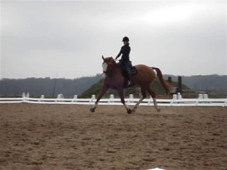 Hannoveraner White Welt *SOLGT* - træning :) billede 10