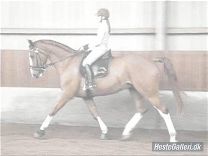 Hannoveraner White Welt *SOLGT* -  d. 20. maj 2009 billede 12