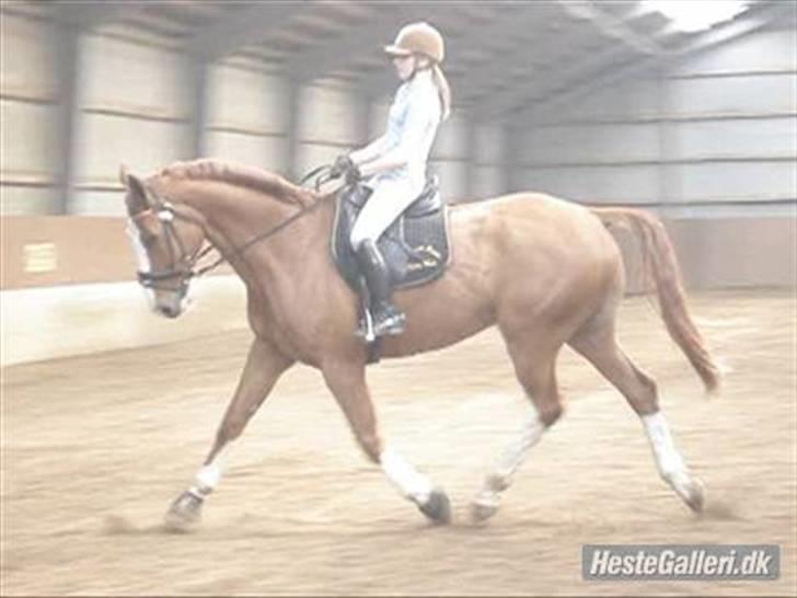 Hannoveraner White Welt *SOLGT* -  d. 20. maj 2009 billede 13