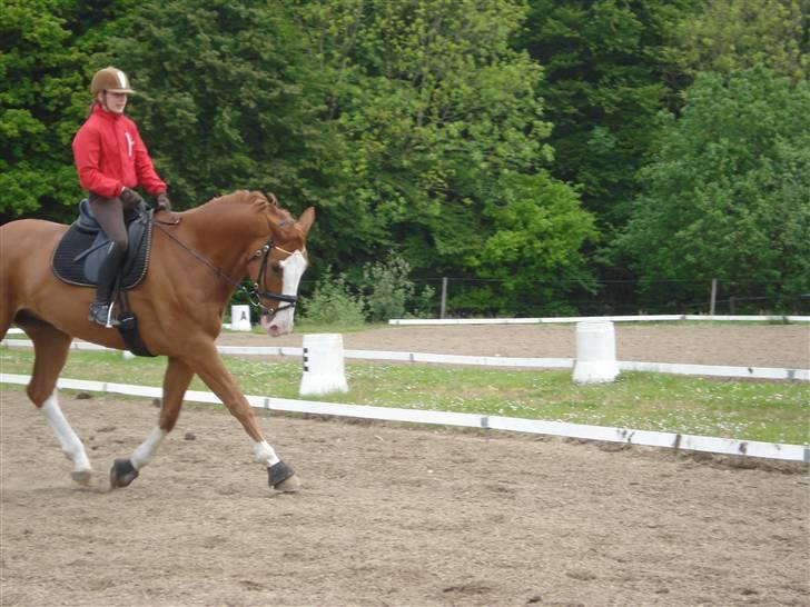 Hannoveraner White Welt *SOLGT* -  24. maj 2009 billede 15