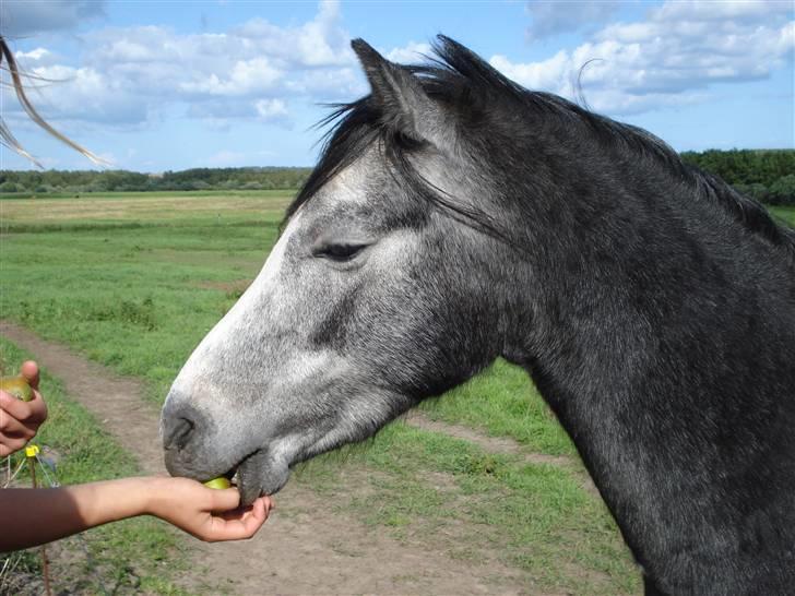 Welsh Pony (sec B) Korreborgs Vivaldi/ solgt billede 5