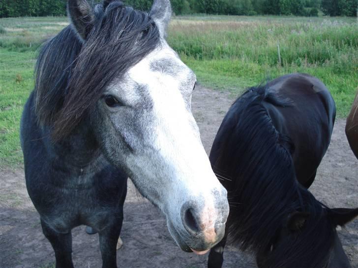 Welsh Pony (sec B) Korreborgs Vivaldi/ solgt billede 6