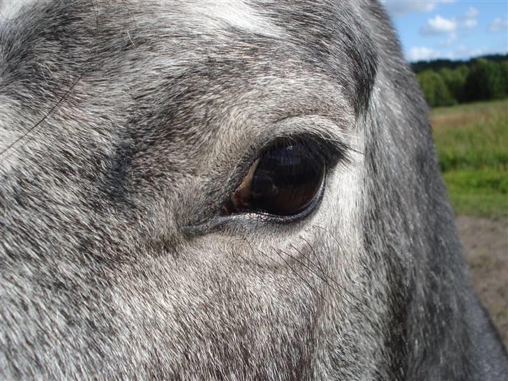 Welsh Pony (sec B) Korreborgs Vivaldi/ solgt billede 7