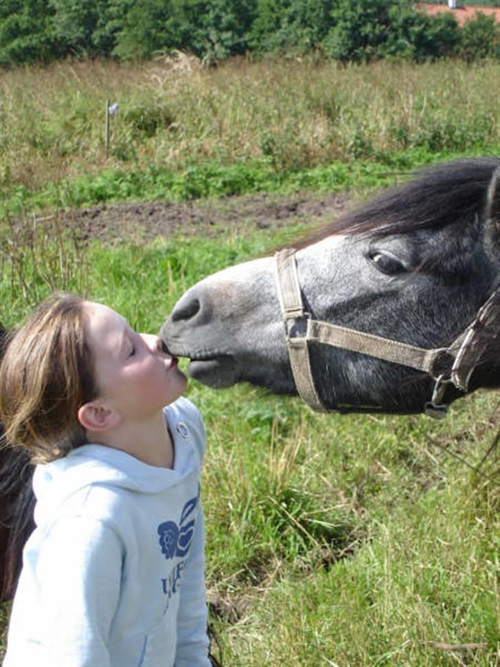 Welsh Pony (sec B) Korreborgs Vivaldi/ solgt - Myyz billede 8