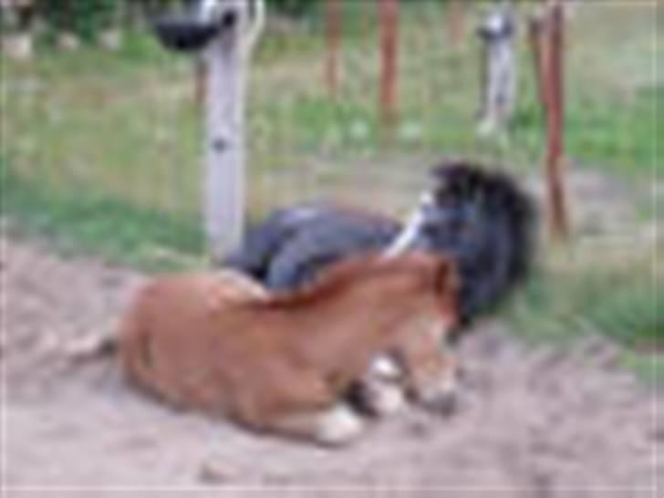 Welsh Pony (sec B) Korreborgs Vivaldi/ solgt - Vivaldi sammen med Verdi. Begge små hingsteføl. billede 9