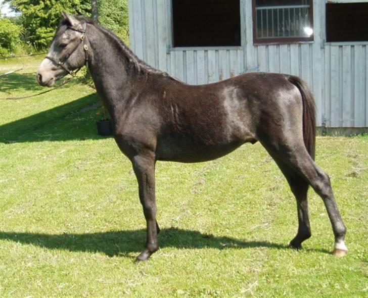 Welsh Pony (sec B) Korreborgs Vivaldi/ solgt - Vivaldi som hingste plag. 1 år. billede 10