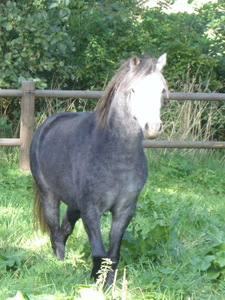 Welsh Pony (sec B) Korreborgs Vivaldi/ solgt - Sommer aften <3 billede 11