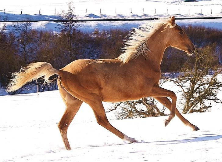 Palomino Krøjberg´s Cassiopeia  billede 14