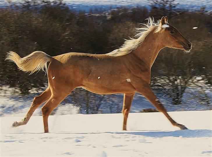 Palomino Krøjberg´s Cassiopeia  billede 15