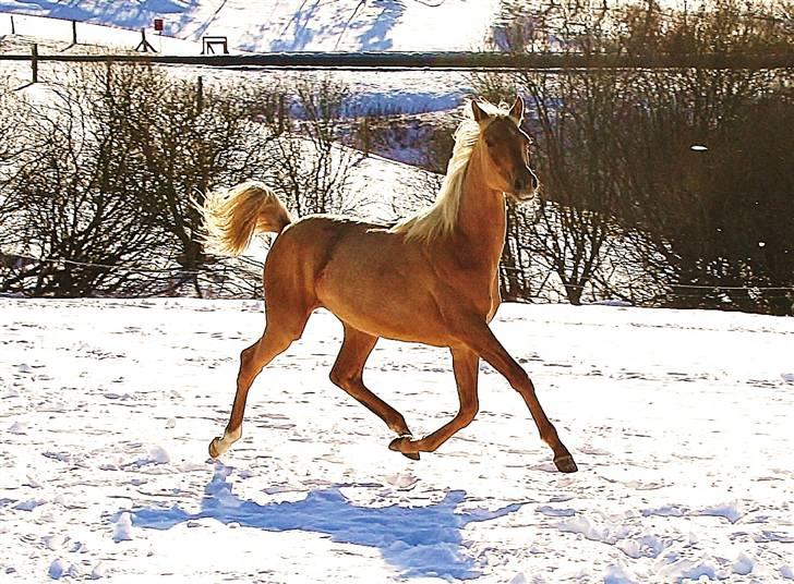 Palomino Krøjberg´s Cassiopeia  billede 16