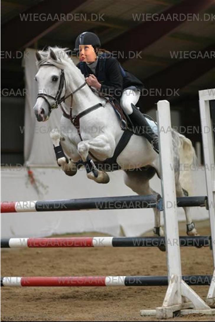 Anglo Araber (AA) Isroem - Gamle eier/meg hopper med Isroem på stevne<333 foto: vet ikke billede 16