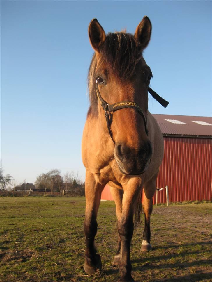 Anden særlig race Lukas ;D<3 - han er MEGET nysgerrig :) billede 10