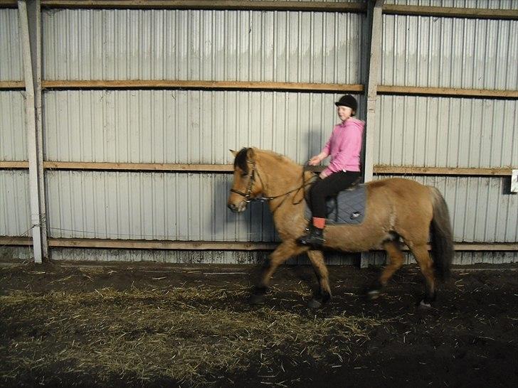 Anden særlig race Lukas ;D<3 - min veninde der rider han <3 billede 11