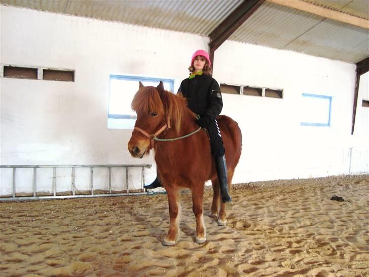Islænder Buska fra Agersø  billede 18