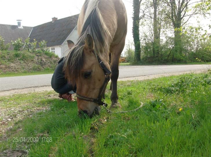 Anden særlig race Lukas ;D<3 - mmmm MAD billede 16