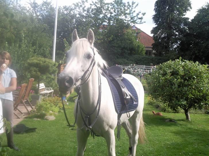 Connemara Banks Captain  - foto: Freja billede 19