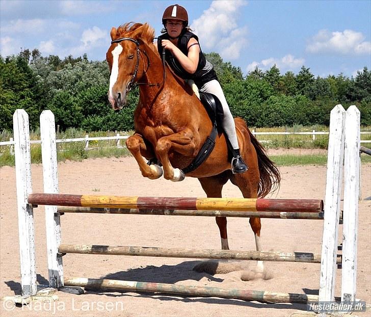 Dansk Varmblod Delight - Velkommen til Delights profil. Tag et kig og læg en kommentar. - Foto Nadja billede 1