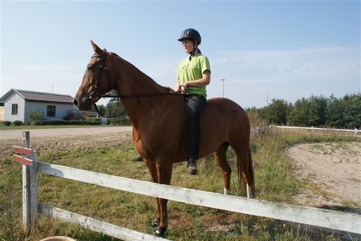 Dansk Varmblod Delight - Sommer 2009 - Foto Mette billede 2