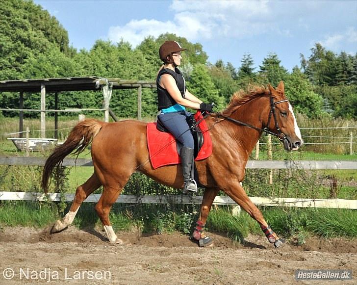 Dansk Varmblod Delight - Sommer 2010 - Foto Delle billede 3