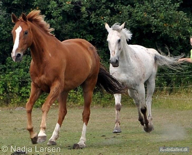 Dansk Varmblod Delight - Delle og Philip på fold - Sommeren 2010 - Foto Nadja billede 4