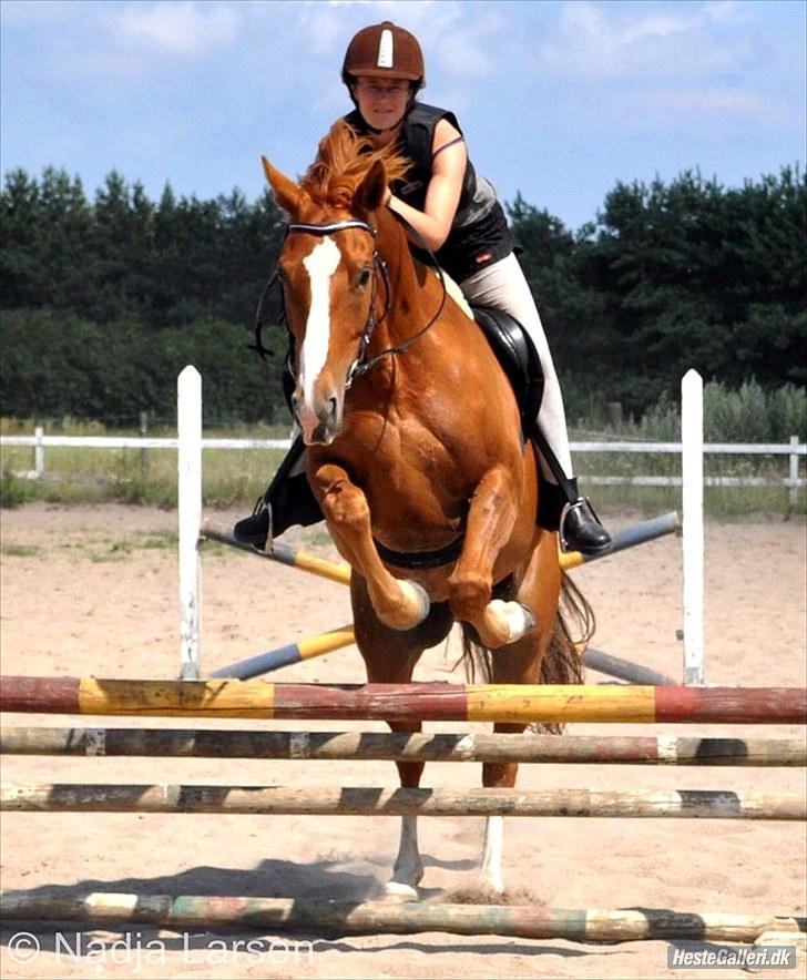 Dansk Varmblod Delight - Sommer 2010 - Foto Nadja billede 5