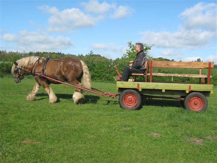 Jyde Conrad - her har vi lige været en tur i skoven og køre og så skulle vi jo lige have lidt billeder ( godt klaret som 2 års hingst) :foto miig billede 1