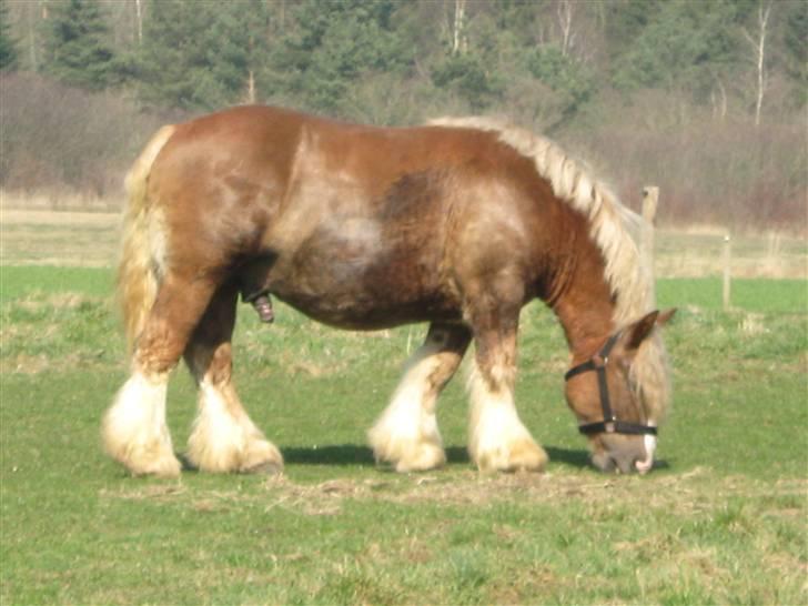 Jyde Conrad - her er han lige sat på fold der hjemme, og man må da sige at han er en rolig hest : foto miig billede 2