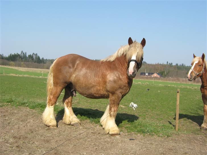 Jyde Conrad - : foto daddie/far billede 3