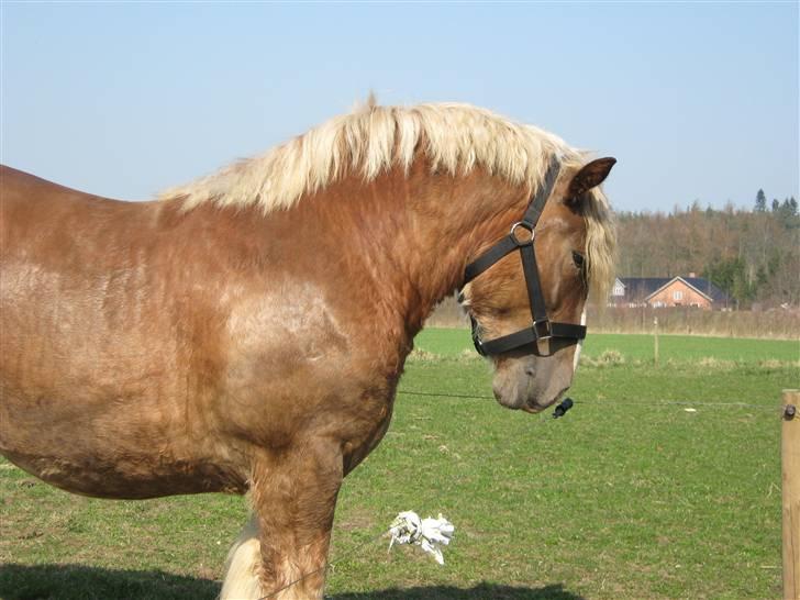 Jyde Conrad - han tjækker lige om der er hegn eller hvad : foto miig billede 4