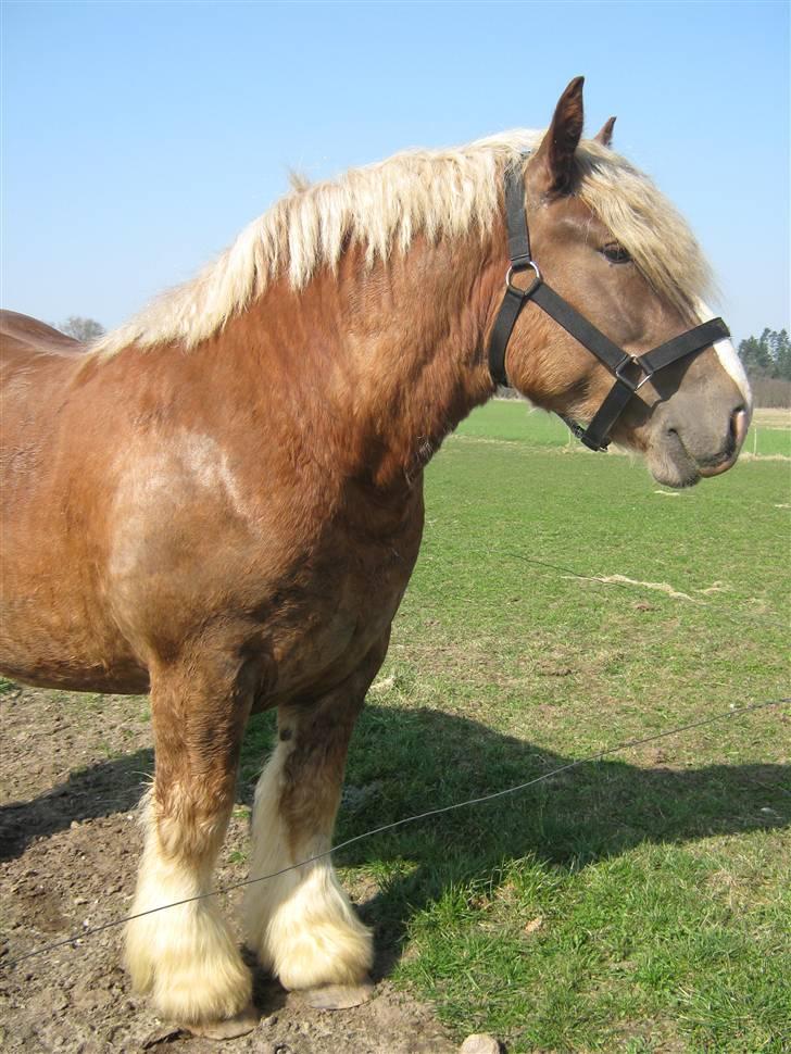 Jyde Conrad - vi skal lige se hvor dejlig en hest han er : foto miig billede 5