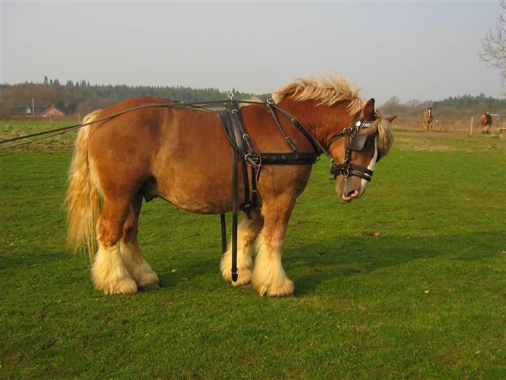 Jyde Conrad - han er lige ude og prøve vores nye dyre seletøj : foto miig billede 6