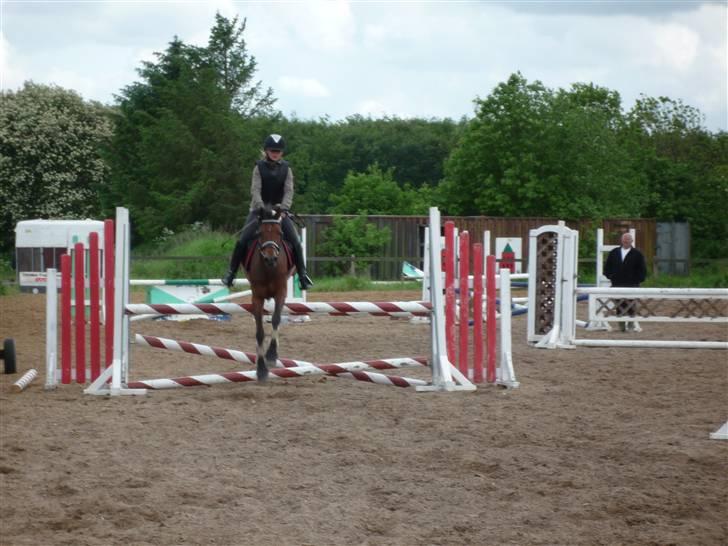 Welsh Pony (sec B) Wanda solgt :´( billede 13